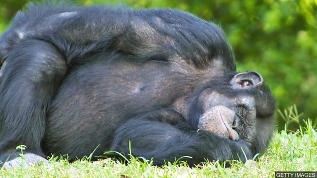Are chimpanzee beds cleaner than human ones? 黑猩猩的“床”比人類的床還干凈？
