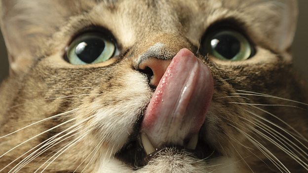 Cat got your tongue? 不吭聲，無言以對