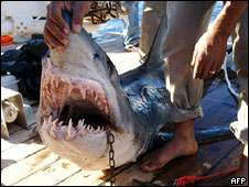 Shark Attack! 鯊魚入侵！