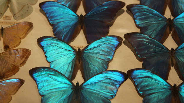Butterflies in my stomach 肚子里有蝴蝶？