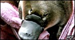 Animals: Classifications 動(dòng)物：分類(lèi)