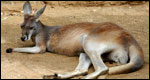 Animals: Classifications 動(dòng)物：分類(lèi)