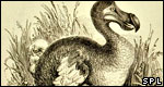 Animals: Classifications 動(dòng)物：分類(lèi)