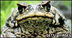 Animals: Classifications 動(dòng)物：分類(lèi)