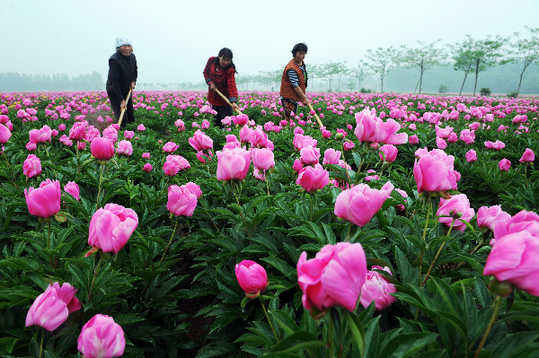 五月，來亳州看芍花