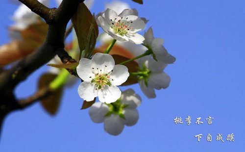 “桃李不言，下自成蹊”