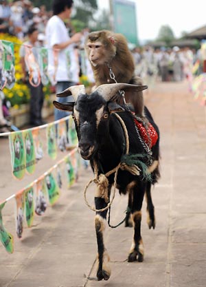 Animal sports meeting