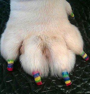 你家寵物“美甲”了嗎？
