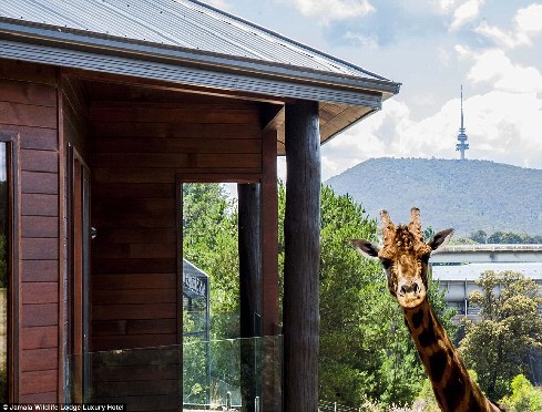 旅館？動(dòng)物園？這是澳大利亞加馬拉野生動(dòng)物旅館！