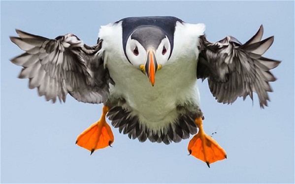 英國要選國鳥 翠鳥還是畫眉？