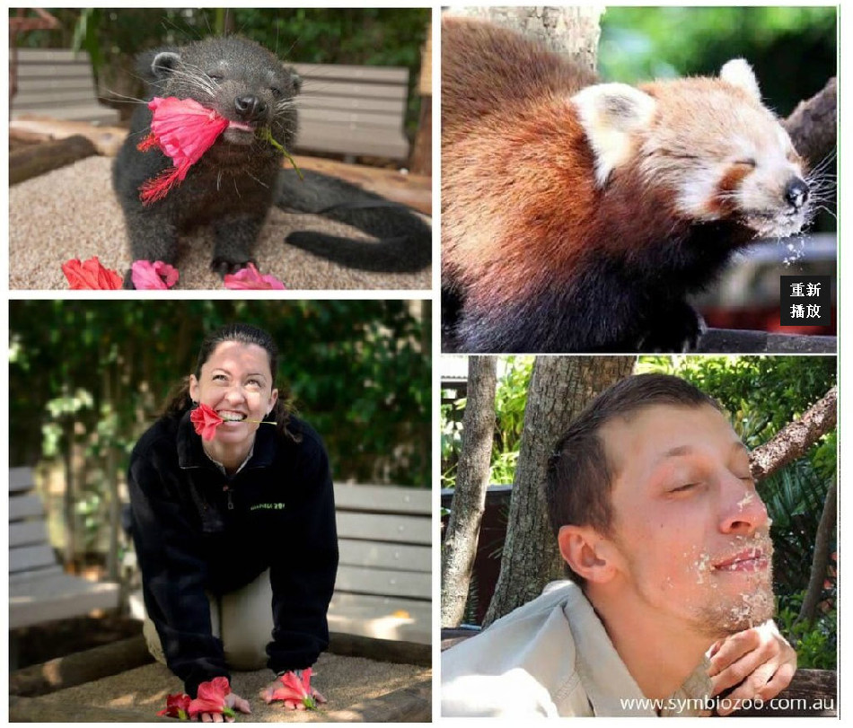 腦洞大開(kāi)！澳大利亞飼養(yǎng)員模仿動(dòng)物大賽