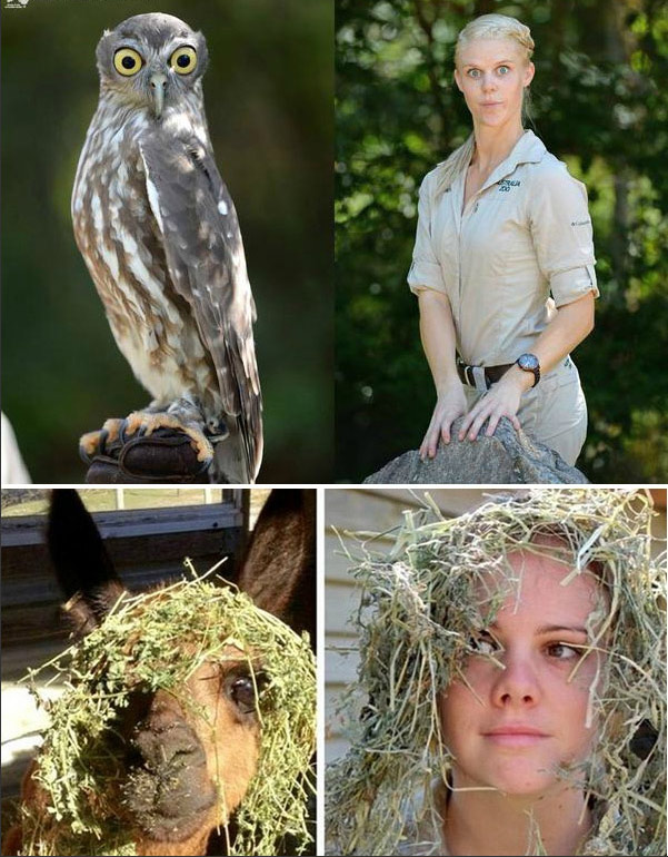 腦洞大開！澳大利亞飼養(yǎng)員模仿動物大賽