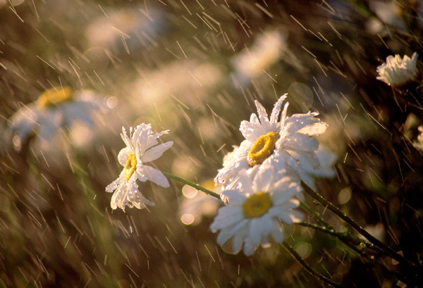 生命中最尋常的幸福小事，你珍惜了嗎？