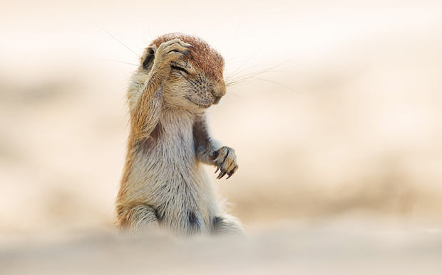 萌翻天！2015最逗比動物圖集