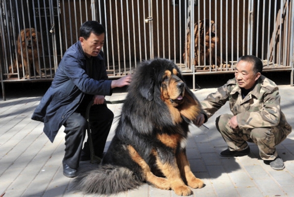 基因研究發(fā)現狗起源于中國