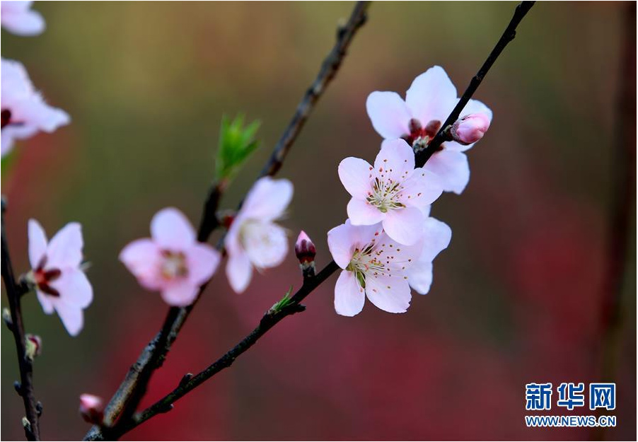 又到一年踏青時 花間春色惹人醉（組圖）