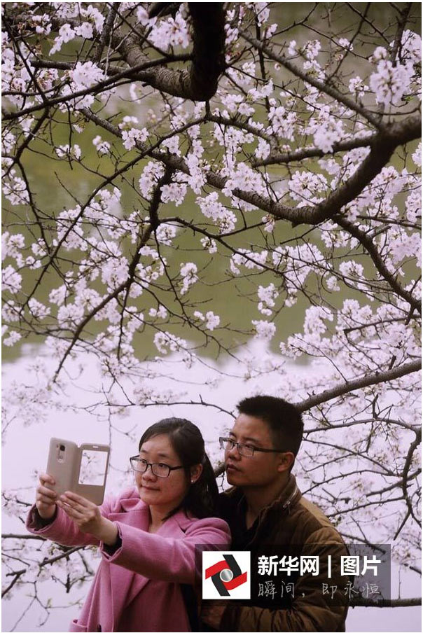 航拍：長(zhǎng)沙櫻花絢爛綻放 如詩(shī)如畫