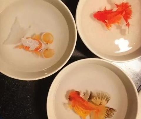 像最強(qiáng)大腦“水哥”這樣的神級(jí)人物，要用怎樣的英文詞來形容