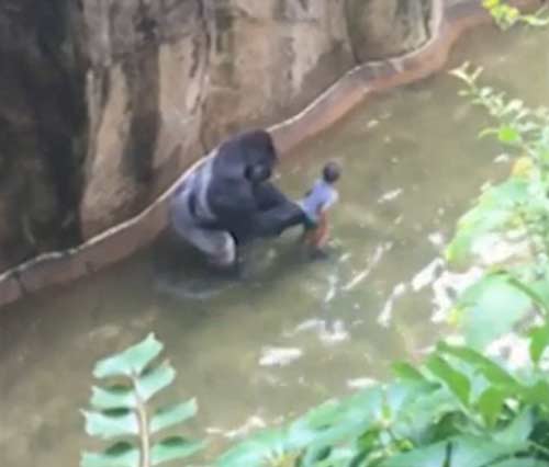 四歲男童爬入猩猩池，動(dòng)物園射殺大猩猩引爭(zhēng)議