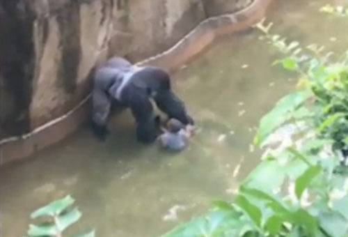 四歲男童爬入猩猩池，動(dòng)物園射殺大猩猩引爭(zhēng)議
