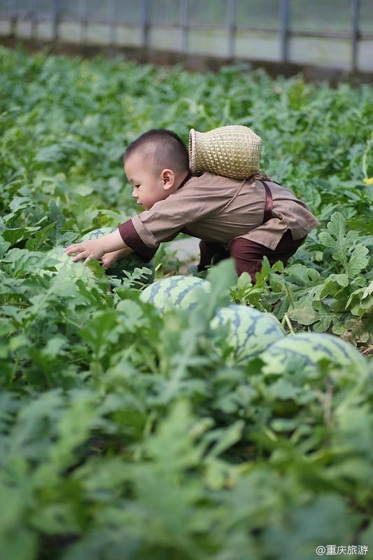 2歲萌娃吆喝自家西瓜 這個(gè)“瓜娃子”要火?。ńM圖）