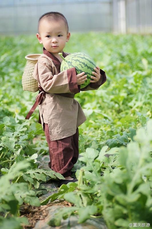 2歲萌娃吆喝自家西瓜 這個“瓜娃子”要火?。ńM圖）