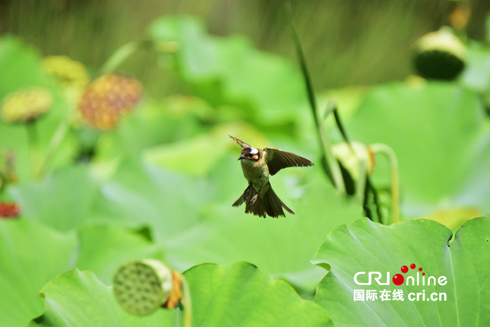 這組圖，能讓你在炎熱的夏季里瞬間清涼起來