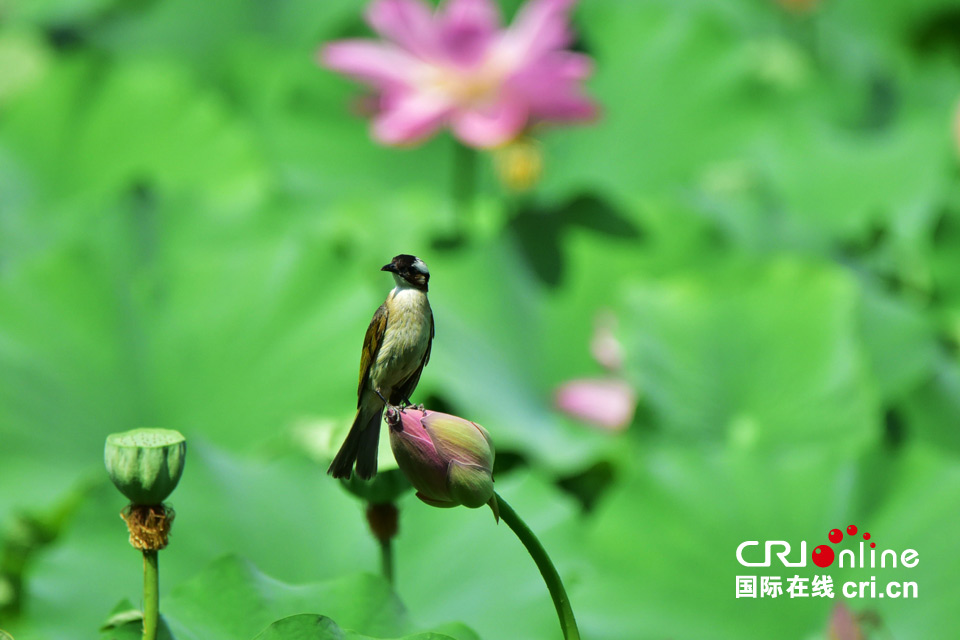 這組圖，能讓你在炎熱的夏季里瞬間清涼起來