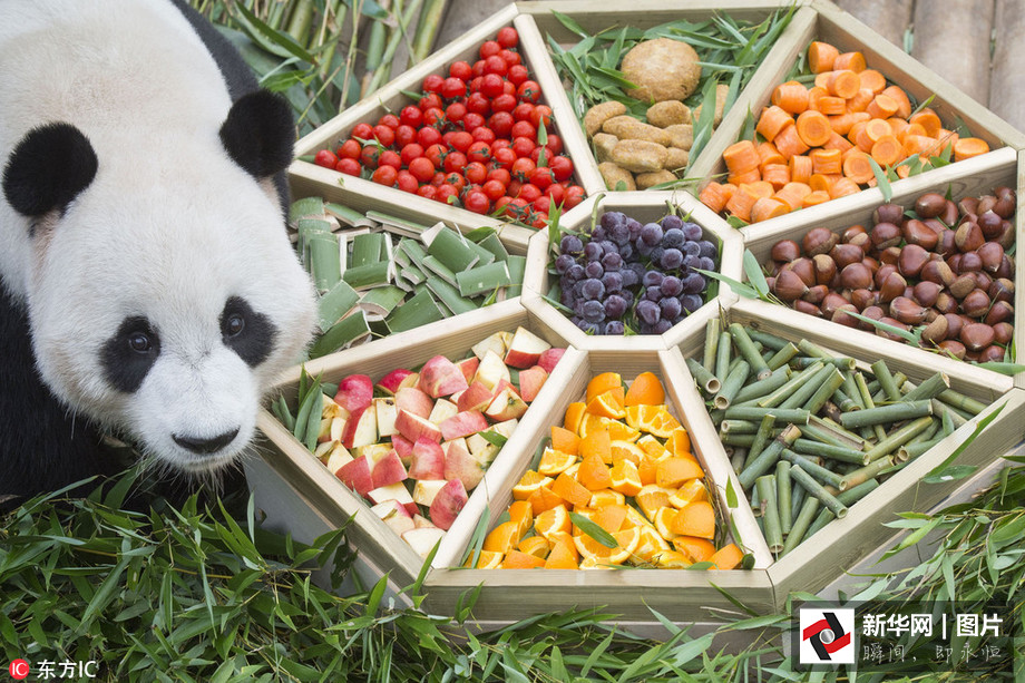 吃得開(kāi)心！韓國(guó)動(dòng)物園大熊貓?zhí)崆跋硎芄?jié)日大餐（組圖）