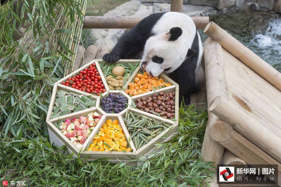 吃得開(kāi)心！韓國(guó)動(dòng)物園大熊貓?zhí)崆跋硎芄?jié)日大餐（組圖）