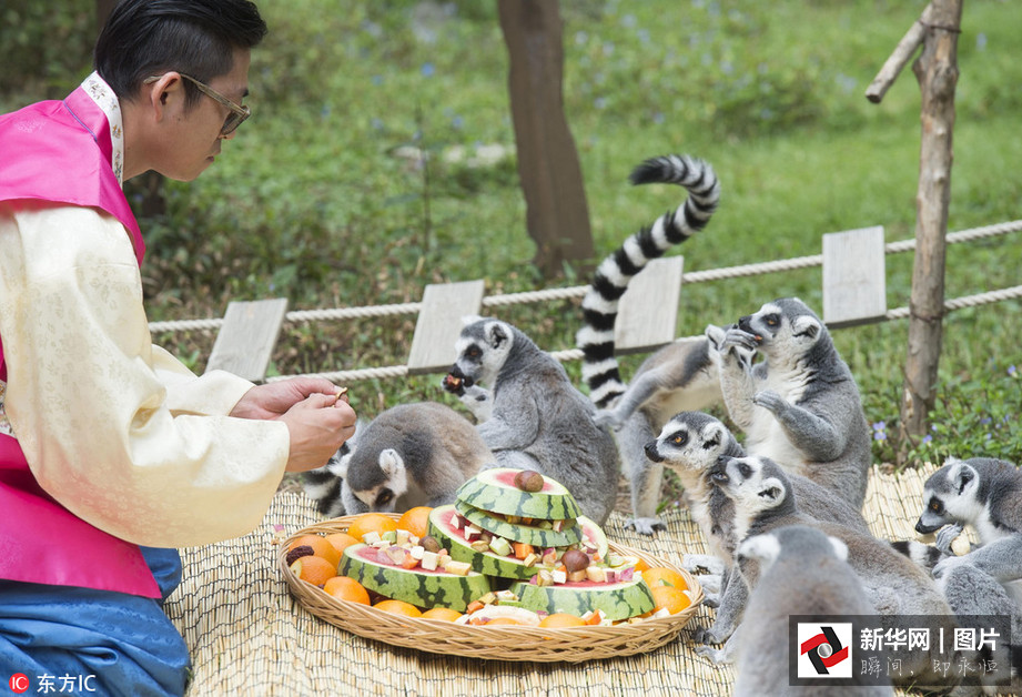吃得開心！韓國動物園大熊貓?zhí)崆跋硎芄?jié)日大餐（組圖）