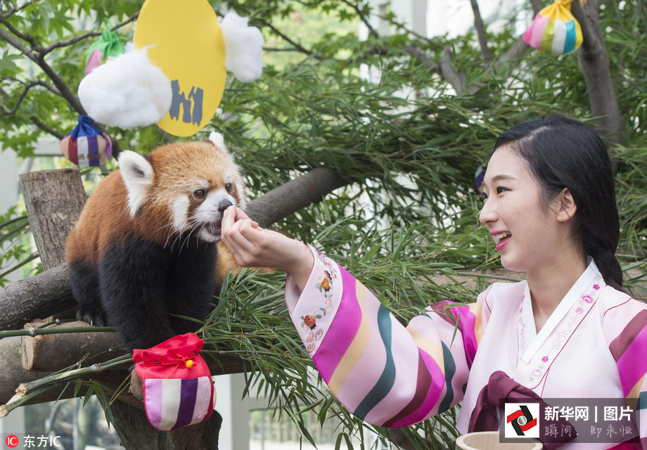 吃得開心！韓國動物園大熊貓?zhí)崆跋硎芄?jié)日大餐（組圖）