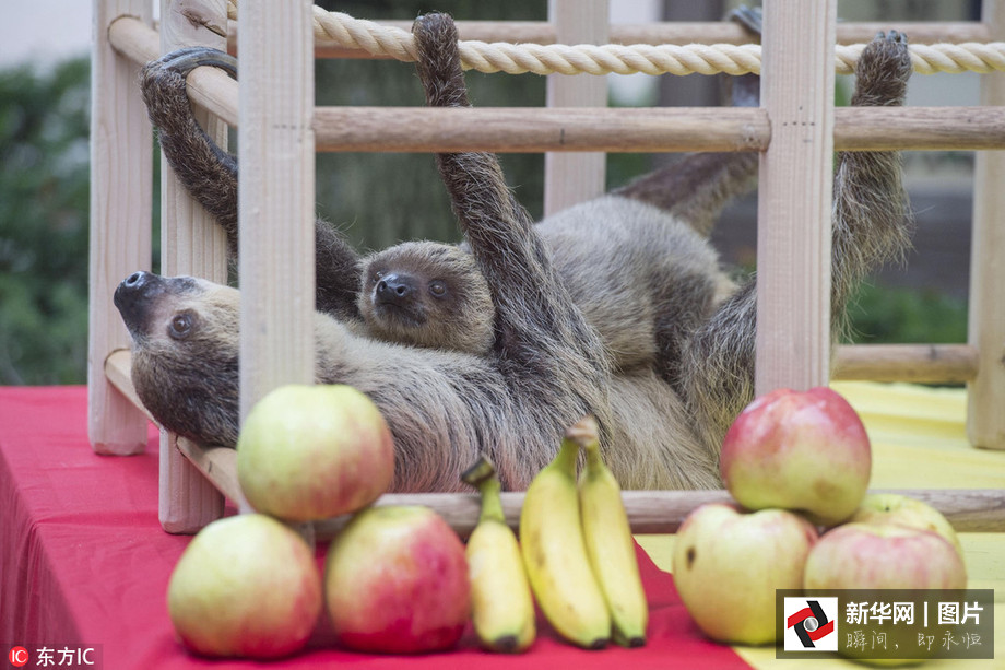 吃得開心！韓國動物園大熊貓?zhí)崆跋硎芄?jié)日大餐（組圖）