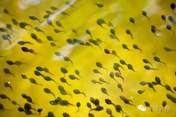 各種動(dòng)物的孩子們用英文怎么稱呼呢？