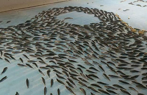 日本滑冰場(chǎng)冰面下凍5000條魚 創(chuàng)意過頭惹眾怒