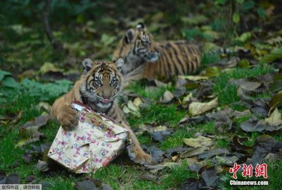 倫敦動物園發(fā)圣誕禮物 霸氣小老虎“怒拆”禮物