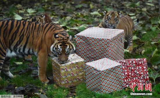 倫敦動物園發(fā)圣誕禮物 霸氣小老虎“怒拆”禮物