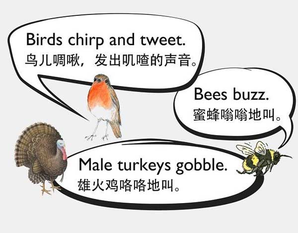 自然界中有各種聲音 如何用英語來描述動物的叫聲？