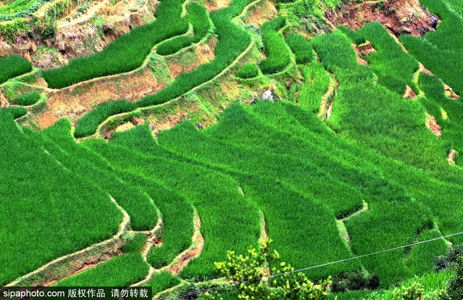 春回大地草木萌動(dòng) 盤點(diǎn)那些農(nóng)田光景返樸歸真（組圖）