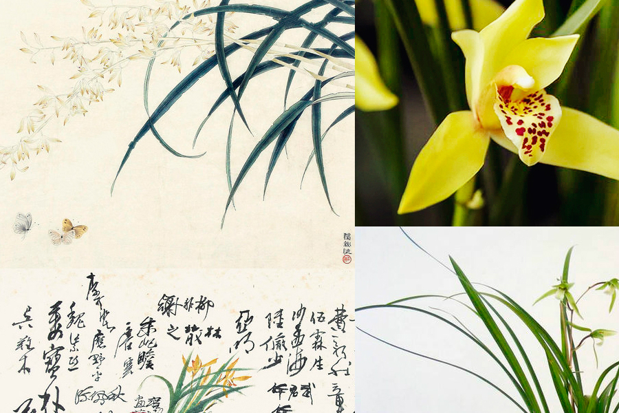 最能代表中國的10種花：你對它們了解多少（組圖）