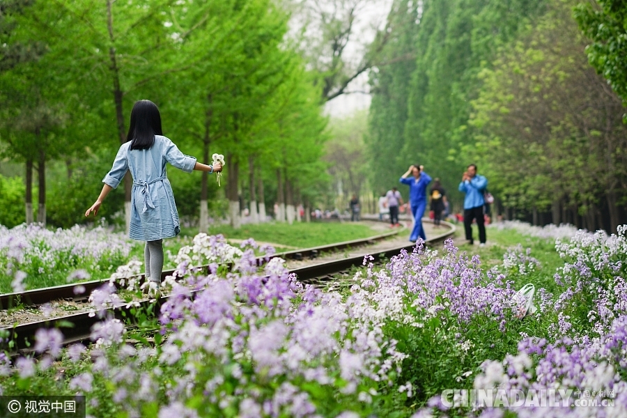 大好春光豈可負(fù)？世界各地盡享花海美景（組圖）