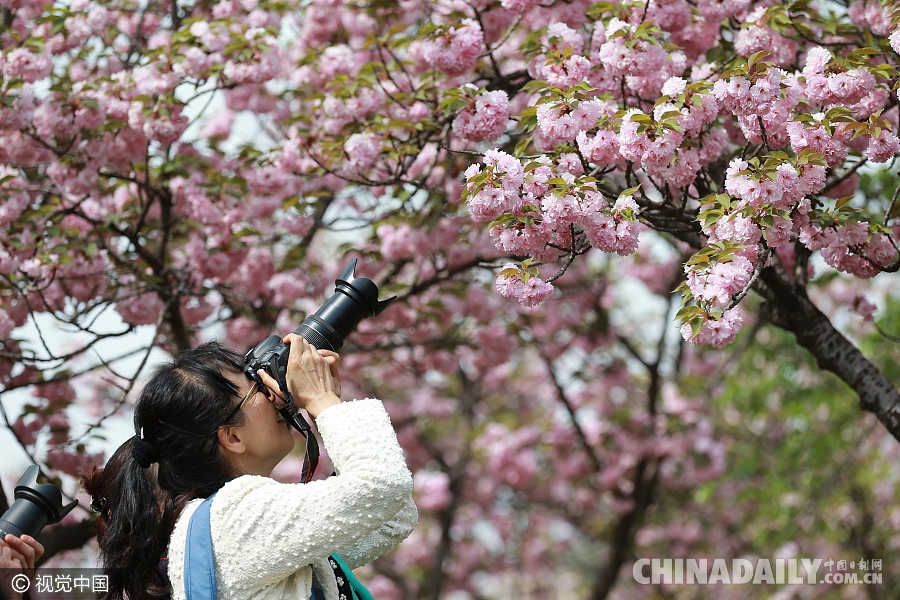 大好春光豈可負(fù)？世界各地盡享花海美景（組圖）