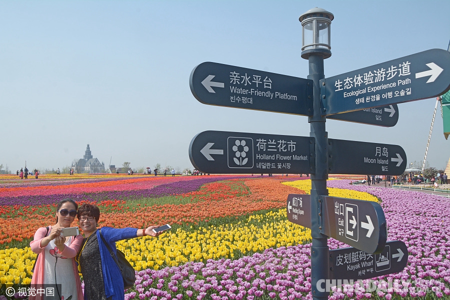 大好春光豈可負(fù)？世界各地盡享花海美景（組圖）
