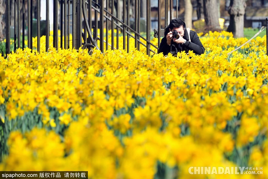 大好春光豈可負？世界各地盡享花海美景（組圖）