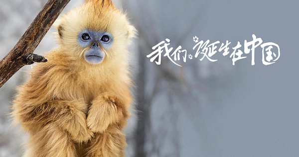 《我們誕生在中國》美國熱映 大熊貓、金絲猴、雪豹海外圈粉