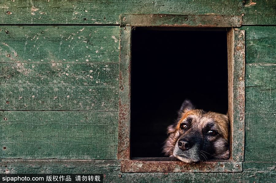 人類(lèi)最好的朋友 英國(guó)年度狗狗攝影師獲獎(jiǎng)作品（組圖）
