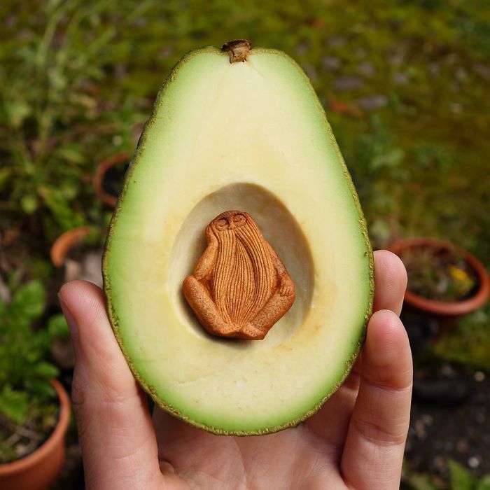 原來(lái)牛油果里住著個(gè)大胡子神仙（組圖）