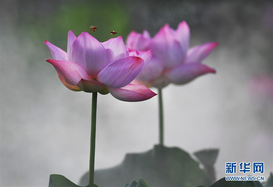 雨后晨霧中的夢幻荷塘（組圖）