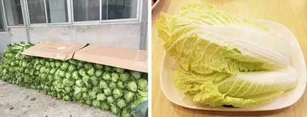 “南北差異”大討論：南方買菜買一頓，北方買菜買一噸？