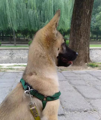 老外在中國(guó)：忠犬相伴